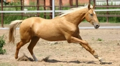 Akhaltein horse